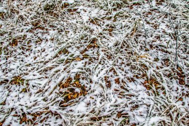 kar uzun boylu yeşil çim