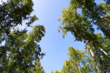 orman manzaralı aşağıdan gökyüzüne huş ağacı