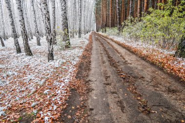 Kış ormanı boyunca yol