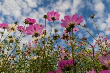 Cosmos çiçekler, görüntülemek aşağıdan gökyüzüne doğru