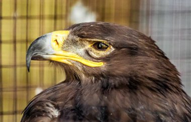 bir kuş kartal doğa portresi