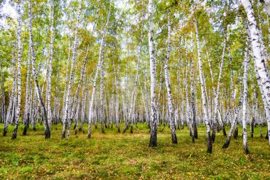 Sarı huş ağacı orman, geç sonbahar doğa manzara