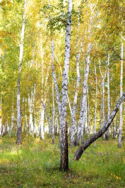 Sarı huş ağacı orman, geç sonbahar doğa manzara