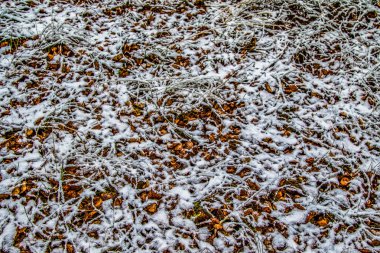 Sonbahar, karda çimen bırakır.