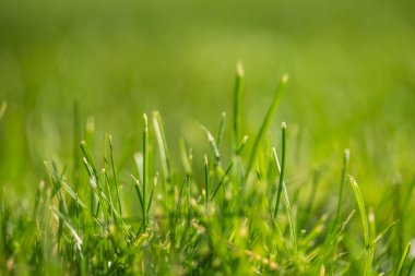 yeşil çim bokeh arka plan bulanık