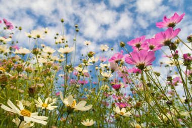 Cosmos çiçekler, görüntülemek aşağıdan gökyüzüne doğru