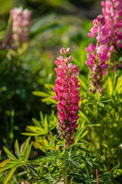 Lupinus çiçek yeşil yeşillik doğa ile parlak