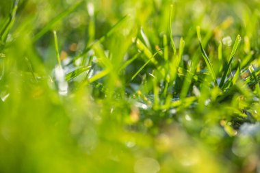 yeşil çim bokeh arka plan bulanık