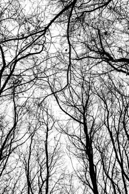 Beyaz arkaplanda ağaç dalları silueti