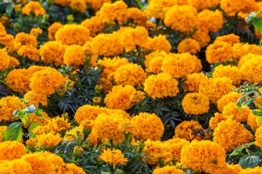birçok marigolds küçük çiçekler
