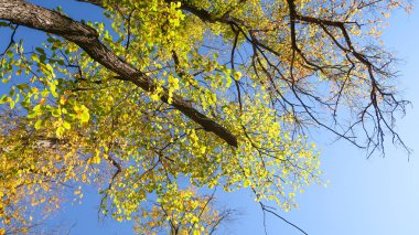ağaç görünümünü aşağıdan gökyüzüne sonbahar manzara bırakır