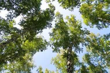 orman manzaralı aşağıdan gökyüzüne huş ağacı