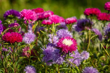 parlak sonbahar çiçek doğa manzara