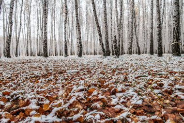 sonbahar manzara bir huş ormandaki ilk kar