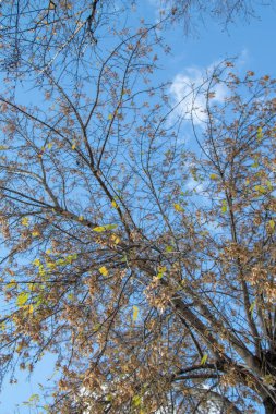 Sonbahar ağaç dalları göğe görüntüle