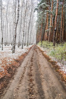 Kış ormanı boyunca yol