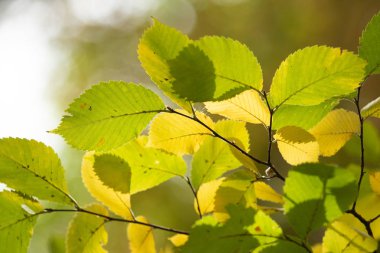 yakın çekim manzara sonbahar sarı ve yeşil yaprak