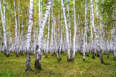 Sarı huş ağacı orman, geç sonbahar doğa manzara