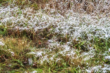 kar uzun boylu yeşil çim