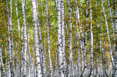 Sarı huş ağacı orman, geç sonbahar doğa manzara