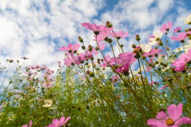 Cosmos çiçekler, görüntülemek aşağıdan gökyüzüne doğru