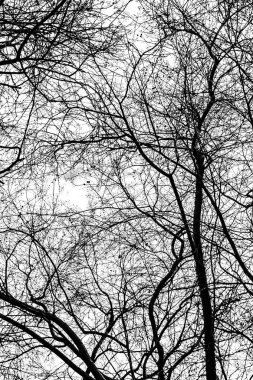 Beyaz arkaplanda ağaç dalları silueti