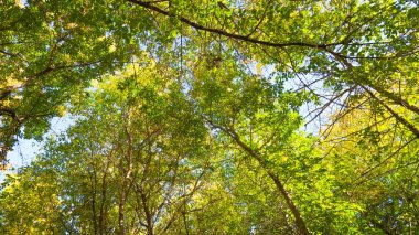 ağaç görünümünü aşağıdan gökyüzüne sonbahar manzara bırakır