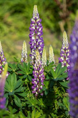 Lupinus çiçek yeşil yeşillik doğa ile parlak