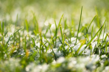 yeşil çim kar arka plan bokeh bulanık