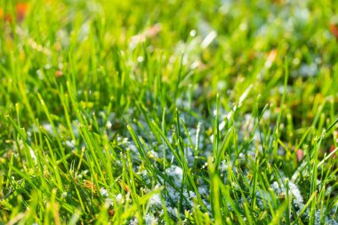 yeşil çim kar arka plan bokeh bulanık