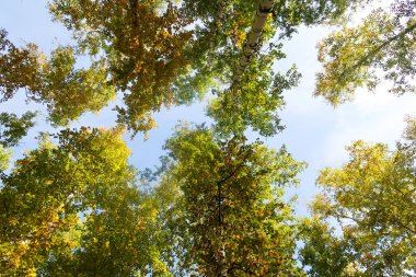 huş ağacı orman manzaralı gökyüzüne Sonbahar Doğa