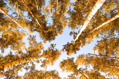 gökyüzü sonbahar arka planı sarı huş ağacı yaprakları