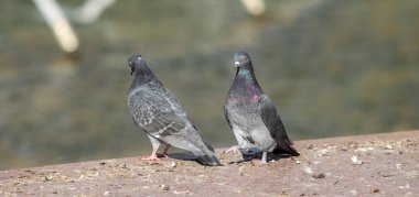 yabani güvercin doğa şehir