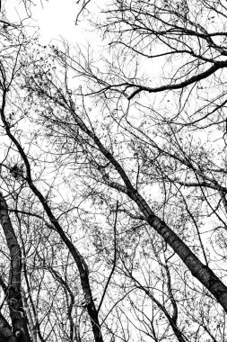 Beyaz arkaplanda ağaç dalları silueti