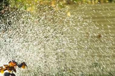 defocused, bulanık su, bokeh doğa damla