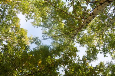 huş ağacı orman manzaralı gökyüzüne Sonbahar Doğa