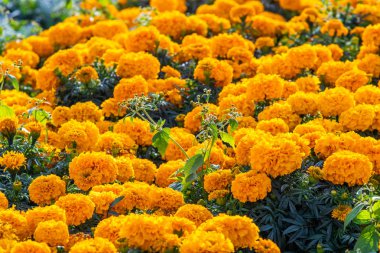 birçok marigolds küçük çiçekler