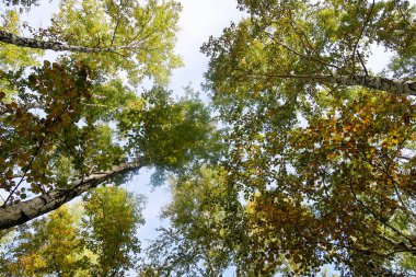 huş ağacı orman manzaralı gökyüzüne Sonbahar Doğa