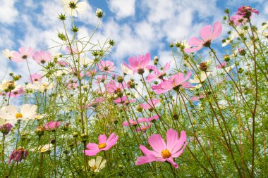 Cosmos çiçekler, görüntülemek aşağıdan gökyüzüne doğru
