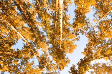 gökyüzü sonbahar arka planı sarı huş ağacı yaprakları