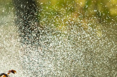 defocused, bulanık su, bokeh doğa damla