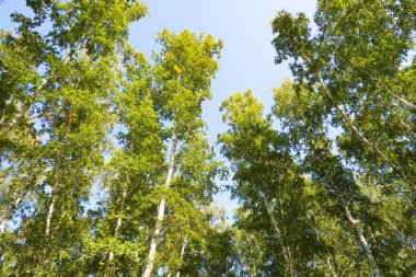orman manzaralı aşağıdan gökyüzüne huş ağacı
