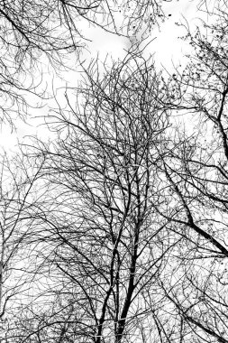 Beyaz arkaplanda ağaç dalları silueti