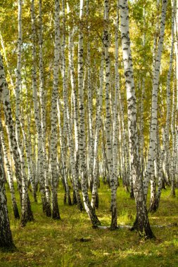Sarı huş ağacı orman, geç sonbahar doğa manzara