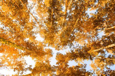 gökyüzü sonbahar arka planı sarı huş ağacı yaprakları