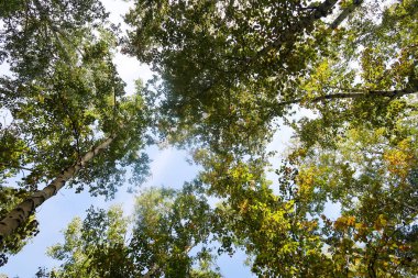 huş ağacı orman manzaralı gökyüzüne Sonbahar Doğa