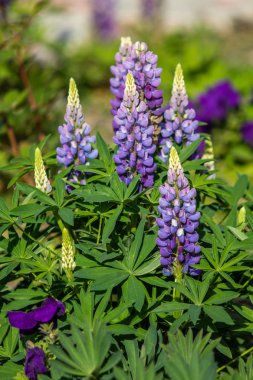 Lupinus çiçek yeşil yeşillik doğa ile parlak