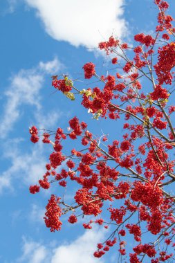 Doğa Sonbahar Ağaç ashberry parlak renkler
