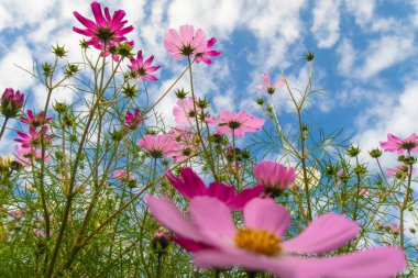 Cosmos çiçekler, görüntülemek aşağıdan gökyüzüne doğru