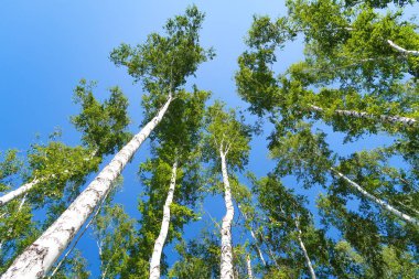 orman manzaralı aşağıdan gökyüzüne huş ağacı